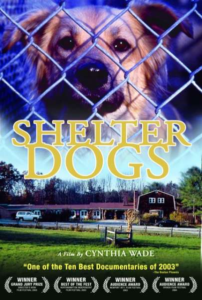 Shelter Dogs